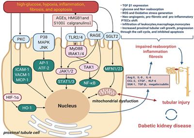 Current <mark class="highlighted">Challenges and Future Perspectives</mark> of Renal Tubular Dysfunction in Diabetic Kidney Disease